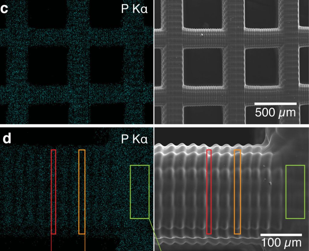 SEM image of the team's 3D printed drug absorbent SEM image of the team's 3D printed drug absorbent
