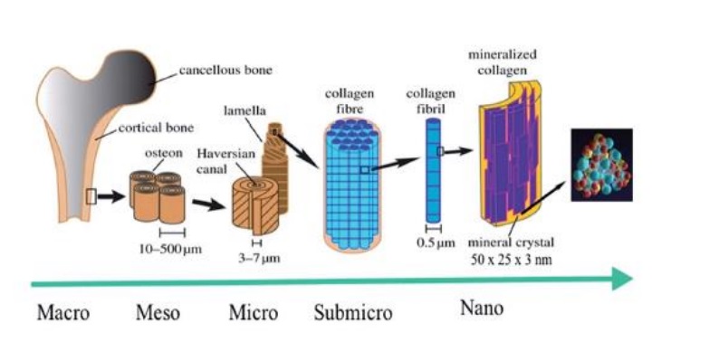 Hierarchical morphology of bones   