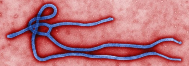 Global virus network responds to Ebola outbreak in Democratic Republic of Congo