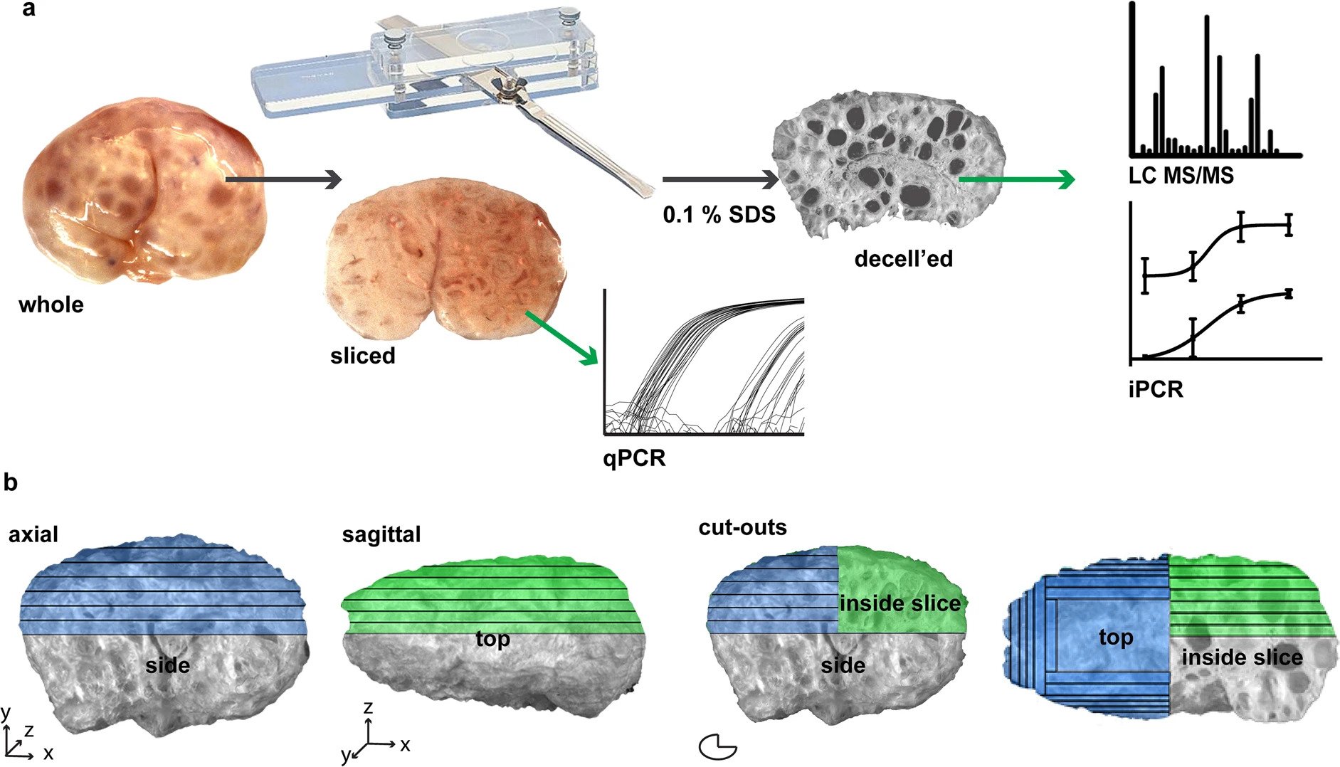  Schematic diagram of processing porcine ovaries with a tissue slicer.