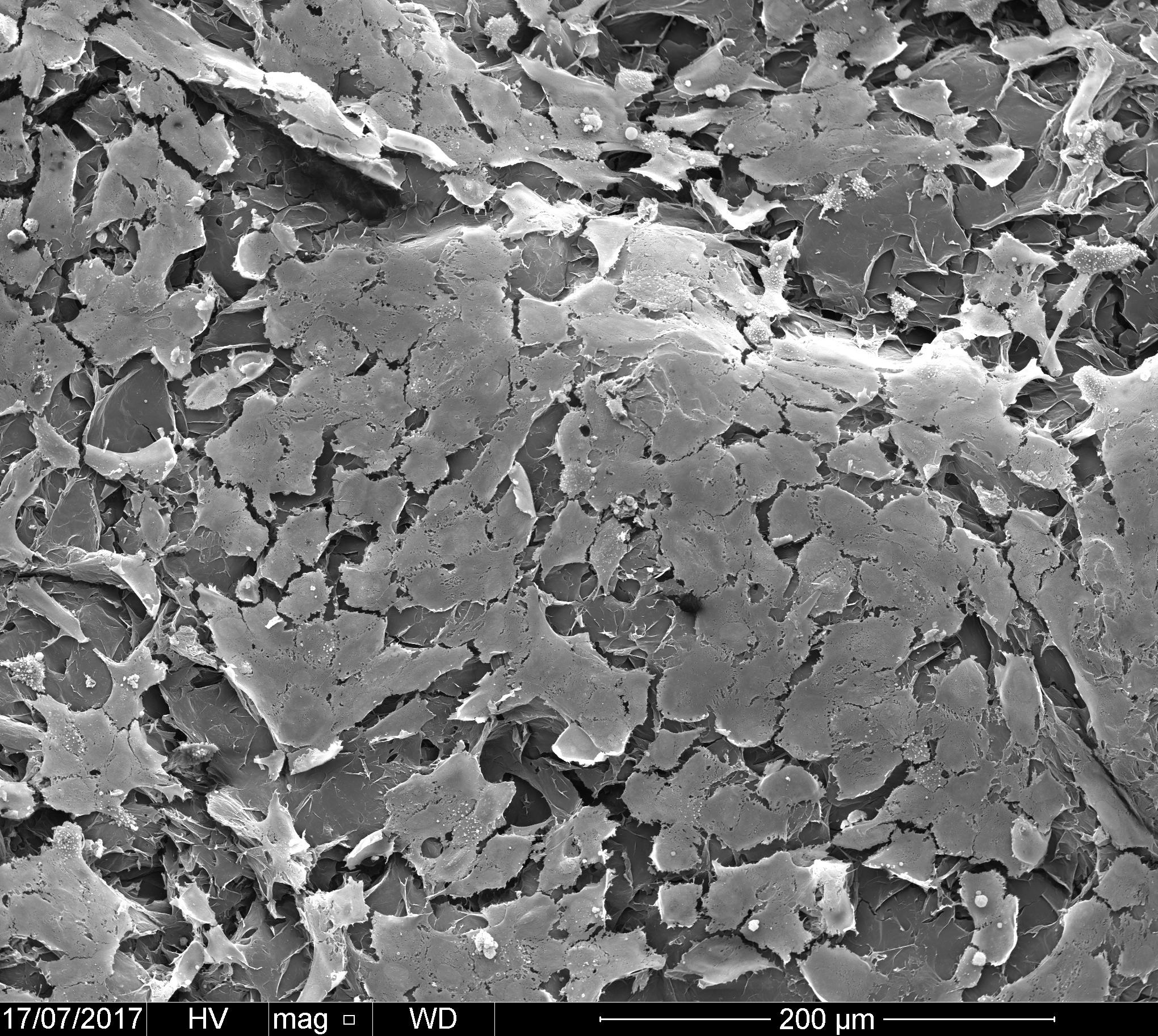 Scanning electron microscope image depicts endothelial cells growing on the surface of printed tubular structures