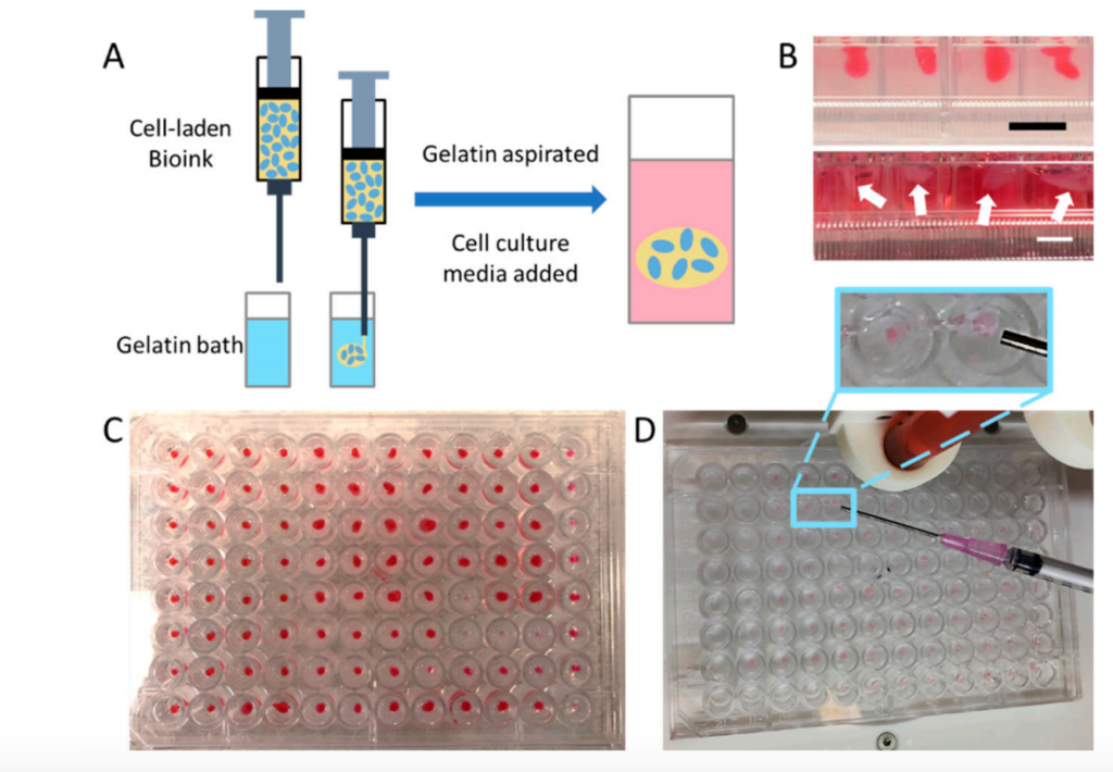 Schematic diagram of the printing process of two types of bio-inks in two commercially available bio-printers