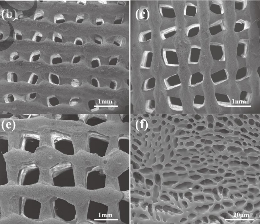 Porous structure of the implant Porous structure of the implant