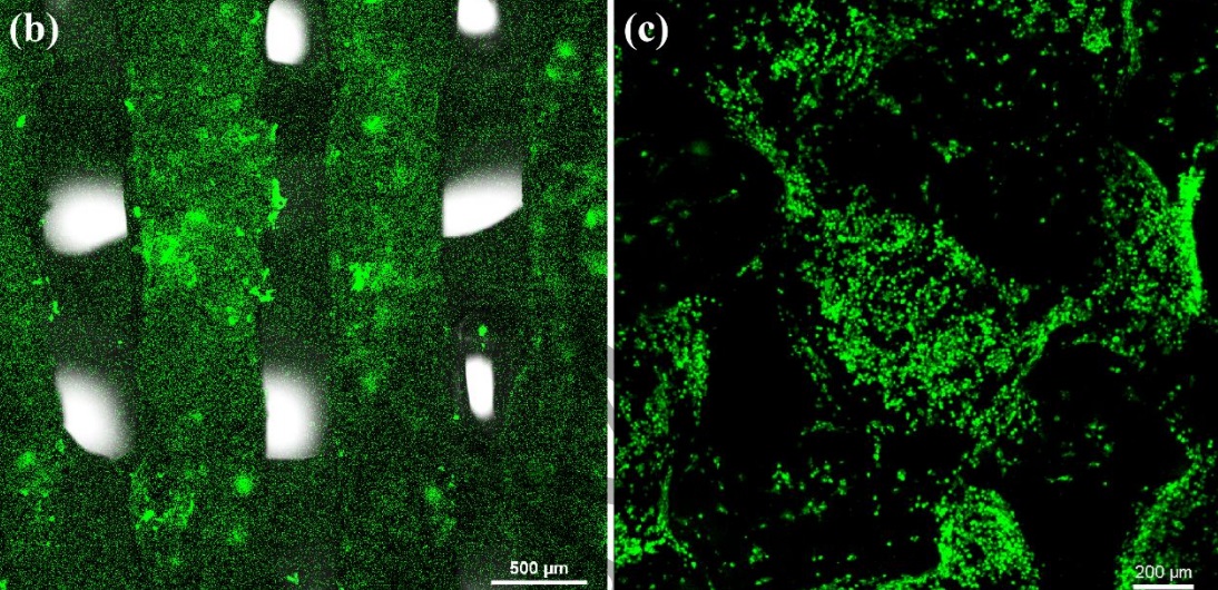 Images from biocompatibility testing Images from biocompatibility testing