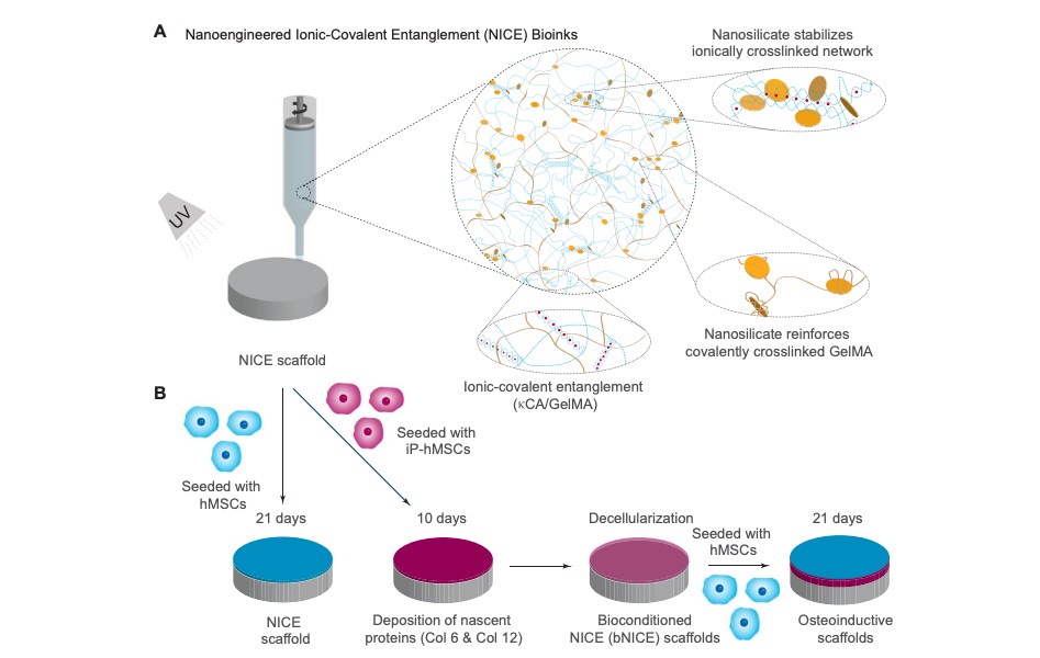 The research team found that it took less than 2 weeks for the cells to enter the NICE process class=