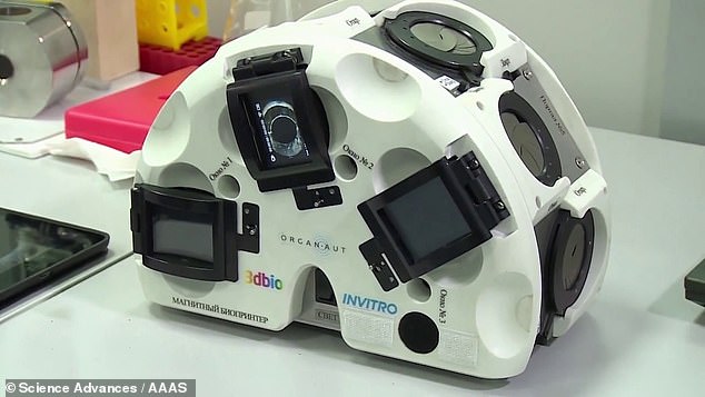 Place the tissue cells in a temperature-controlled chamber to release the cartilage cells, and then place the cuvette into the magnetic bio-assembler to start building the tissue