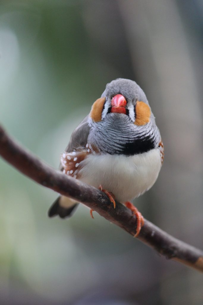 Zebra Finch Warbler Zebra Finch Warbler