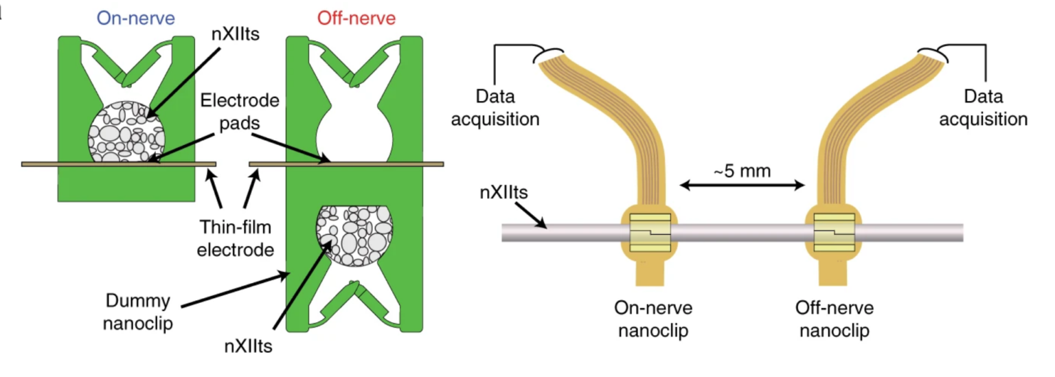 Simultaneous chronic recording of two nanopens Simultaneous chronic recording of two nanopens