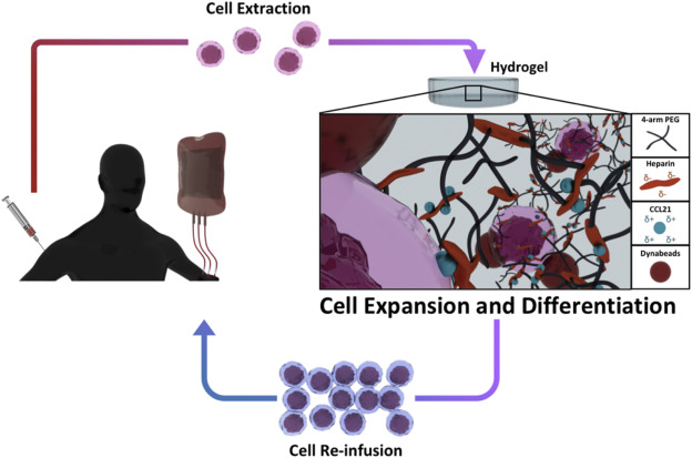 Simplified diagram showing the process of adoptive cell therapy Simplified diagram showing the process of adoptive cell therapy