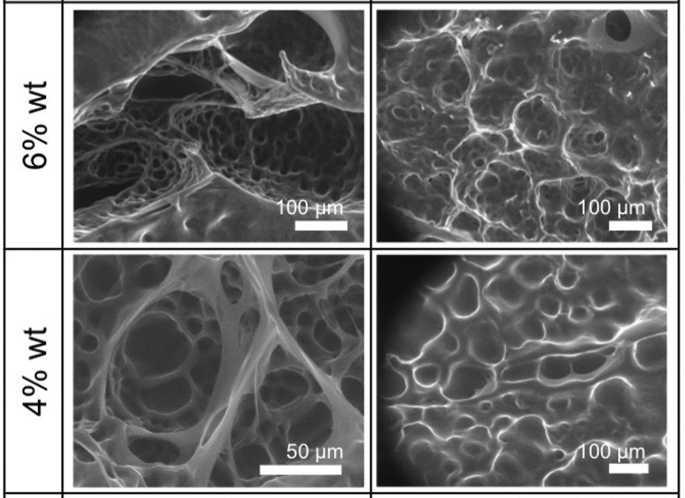 Researchers’ tests show that higher ECM porosity corresponds to lower cell proliferation rate Researchers’ tests show that higher ECM porosity corresponds to lower cell proliferation rate