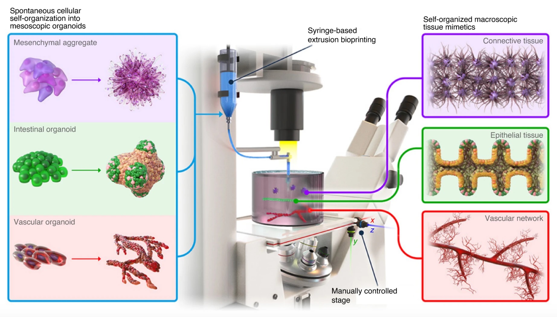 The BATE bioprinting method uses spontaneous, self-organizing building blocks to create large-scale tissues The BATE bioprinting method uses spontaneous, self-organizing building blocks to create large-scale tissues