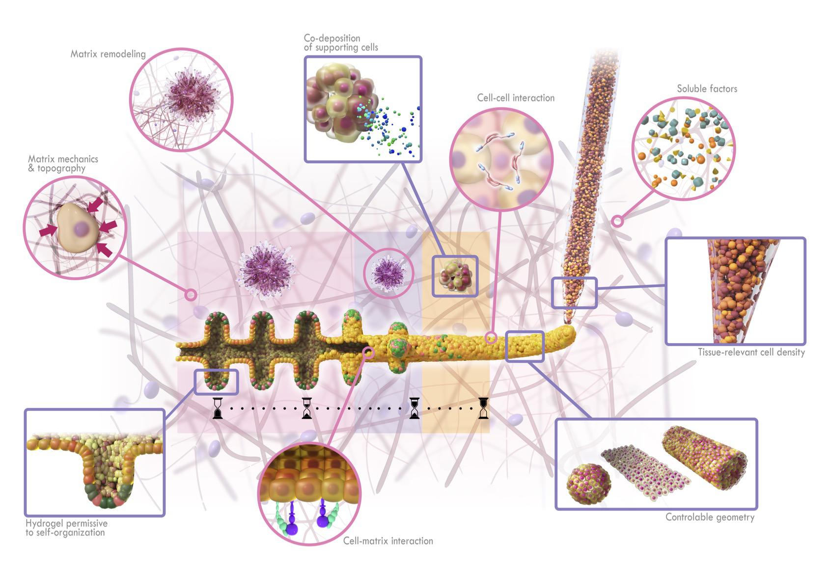 BATE is used in intestinal tissue engineering.Robust control of cell density and tissue geometry directly in an environment that allows multi-cell self-organization BATE is used in intestinal tissue engineering.Robust control of cell density and tissue geometry directly in an environment that allows multi-cell self-organization