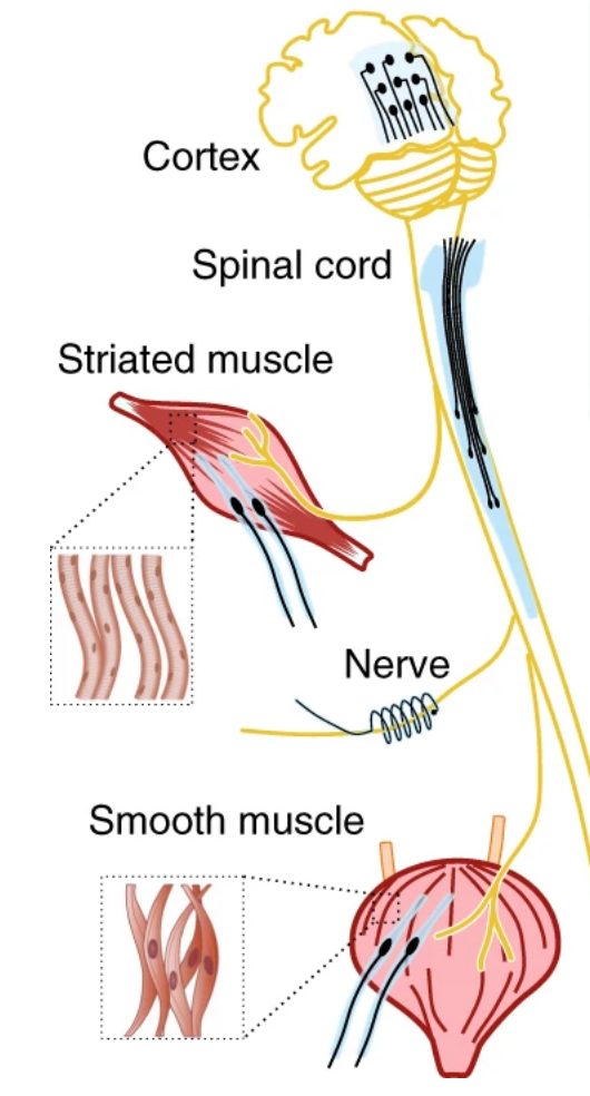 Electrode implants printed with platinum particles and silicone can be adapted to the anatomical structure of the power supply tissue Electrode implants printed with platinum particles and silicone can be adapted to the anatomical structure of the power supply tissue