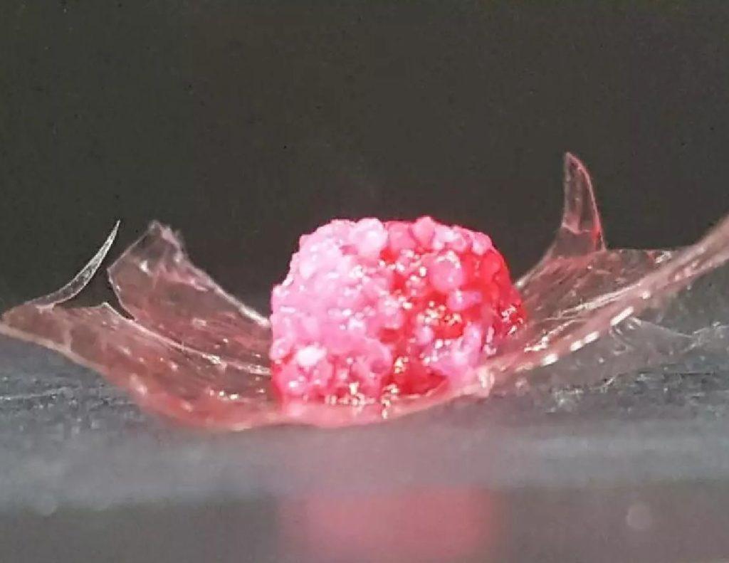 Meat samples made using Osaka University's 3D printing technology Meat samples made using Osaka University's 3D printing technology