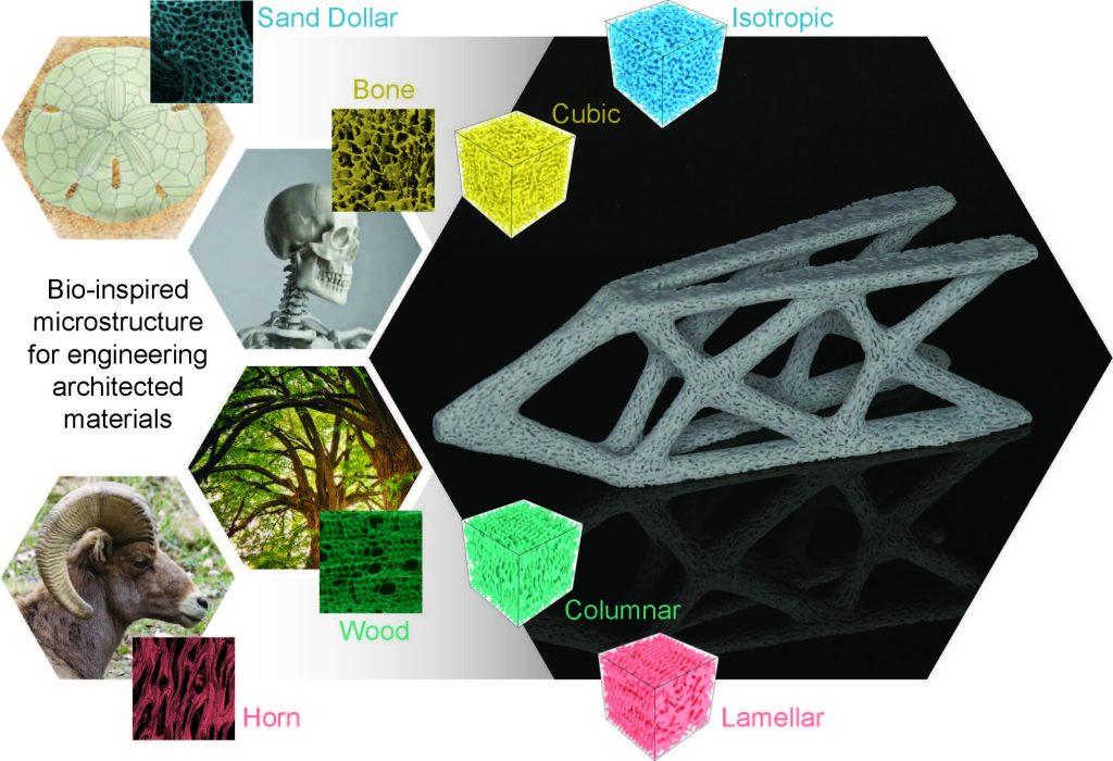 Different kinds of pores found in bone, wood and horns Different kinds of pores found in bone, wood and horns